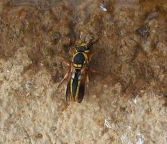 Aethiopicodynerus