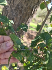 Schinus latifolia