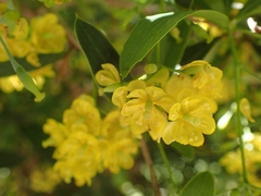 Berberis veitchii