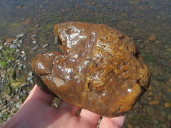 Potamopyrgus antipodarum