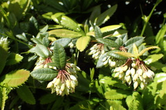Berberis veitchii