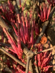 Tapinanthus rubromarginatus