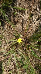 Hypoxis angustifolia