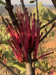 Tapinanthus rubromarginatus