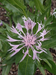 Centaurea