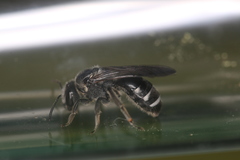 Lasioglossum costulatum