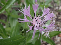 Centaurea