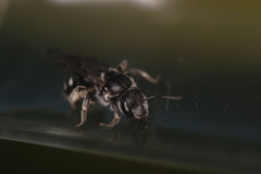 Lasioglossum costulatum