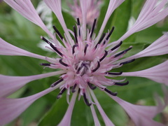 Centaurea