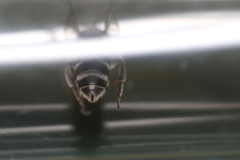 Lasioglossum costulatum