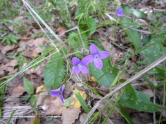 Campanula patula patula
