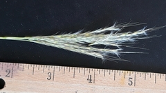 Bothriochloa hybrida