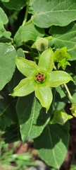 Gonolobus erianthus