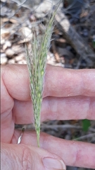 Bothriochloa hybrida