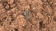 Stenaelurillus termitophagus