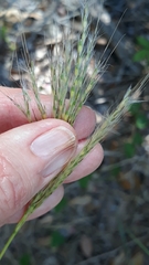 Bothriochloa hybrida