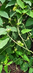 Gonolobus erianthus