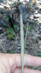 Bothriochloa hybrida