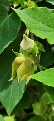 Gonolobus erianthus