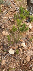 Serruria florida