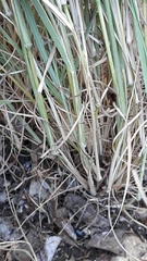Bothriochloa hybrida
