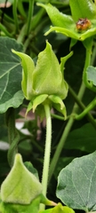 Gonolobus erianthus