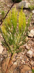 Serruria florida