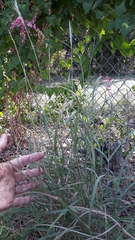 Bothriochloa hybrida