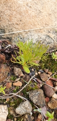 Serruria florida