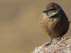 Crithagra symonsi
