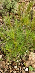 Serruria florida