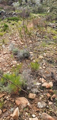 Serruria florida