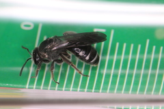 Lasioglossum costulatum