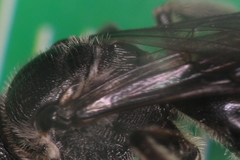Lasioglossum costulatum