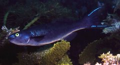 Olisthops cyanomelas