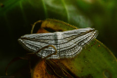 Scopula opicata
