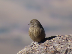 Crithagra symonsi