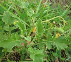 Arctotis arctotoides