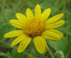 Arctotis arctotoides