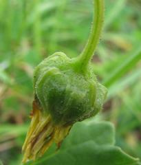 Arctotis arctotoides