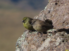 Crithagra symonsi