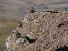 Crithagra symonsi