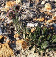 Echiostachys ecklonianus