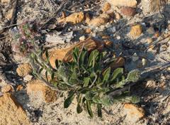 Echiostachys ecklonianus