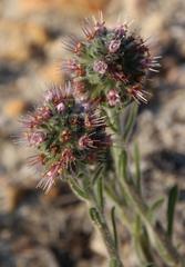 Echiostachys ecklonianus