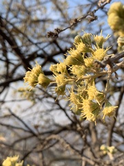 Brachylaena rotundata