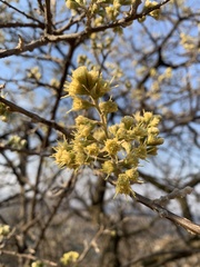 Brachylaena rotundata