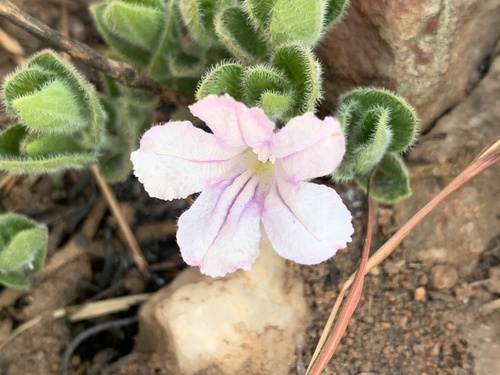 Ruellia cordata