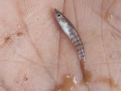 Aplocheilus lineatus