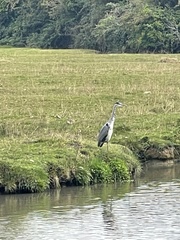 Ardea cinerea